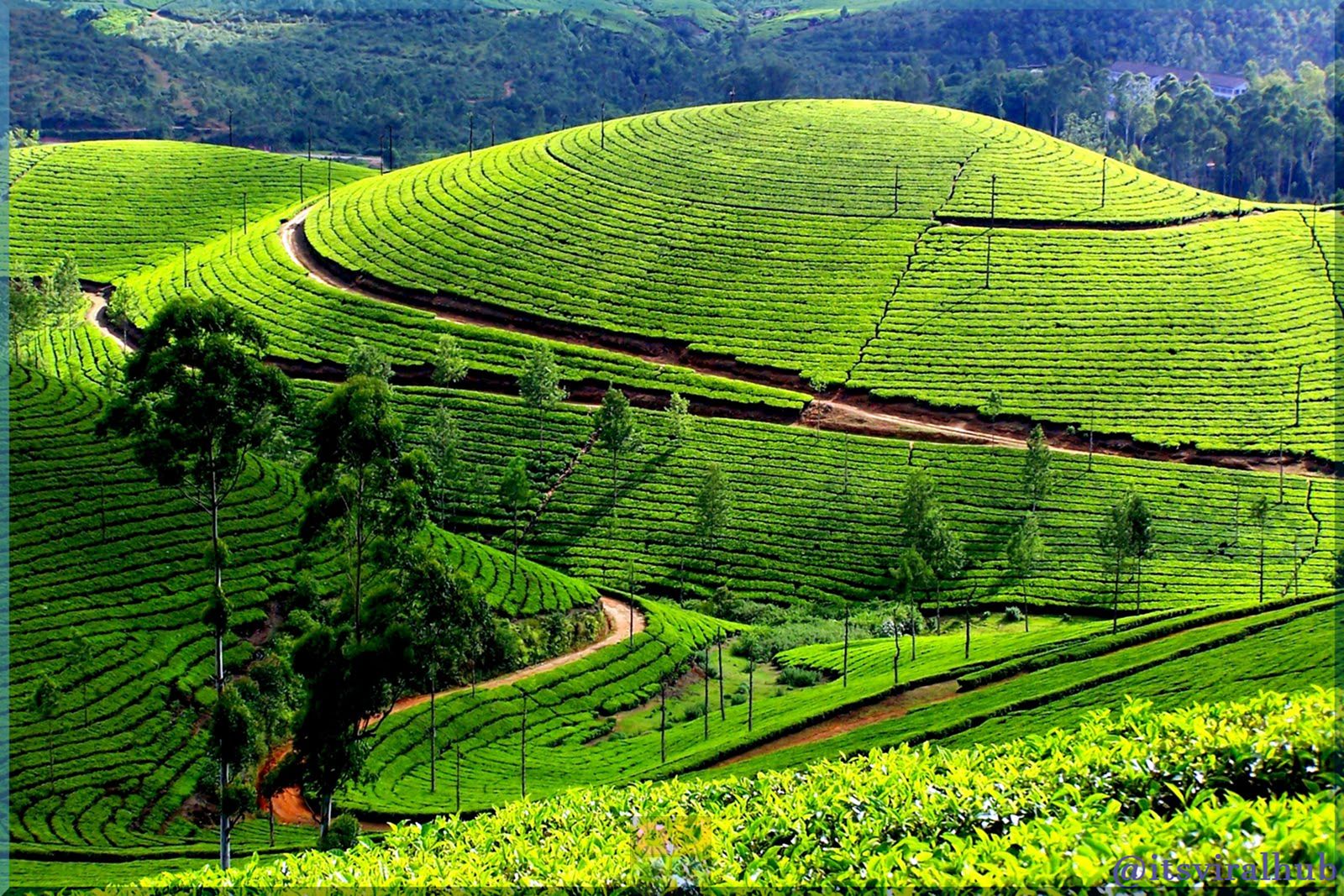 Munnar Beauty