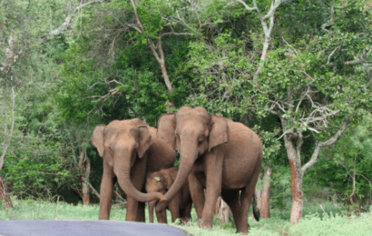 Elephants Protecting Their Calf